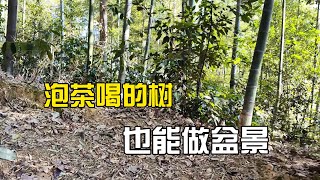 春日乡下挖一棵茶叶树做盆景