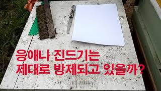 꿀벌의 응애나 진드기 방역 결과 확인 해 보기, 진드기 개체수 확인