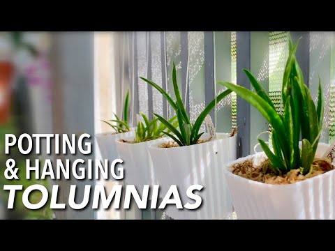 POTTING & HANGING TOLUMNIA ORCHIDS | How to Plant Orchid in a Pot | How To Repot an Orchid