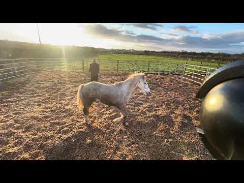 2.5 YO Irish Draught Gelding - Image 2