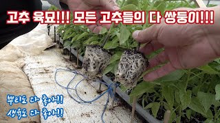 올해 고추 육묘 냉해 피해 생육이 저조하다고??? 그래서 태안 안면도 지현일 농가 육묘장에 방문하였습니다!!…