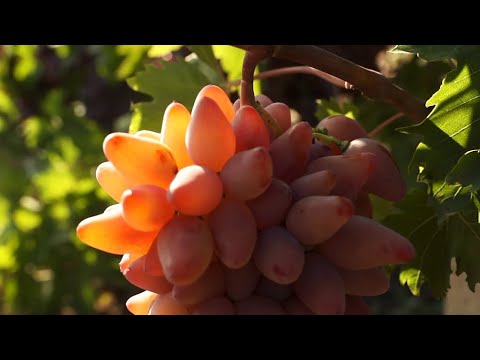 Recoltarea strugurilor de masă la Cimișlia