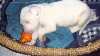 bruno pitbull blanco