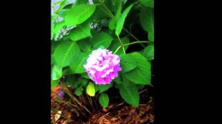 man and wife , the latter (damaged goods) - desaparecidos