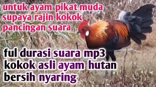 Suara Ayam hutan Jantan Mp3 Kokok Ayam Hutan Asli ...