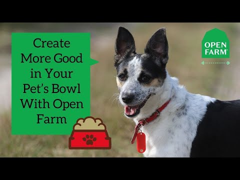 Create More Good in Your Pet’s Bowl With Open Farm