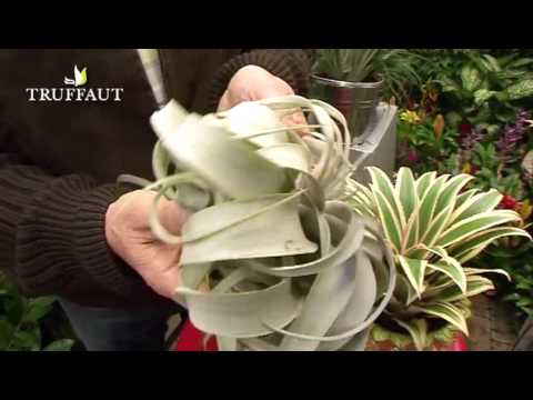 comment soigner un vriesea