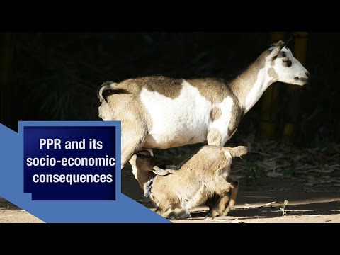 Campaign for the eradication of PPR