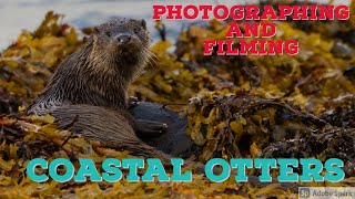Photographing and Filming Coastal OTTERS- Wildlife Photography-Tragopan Ghillie blanket