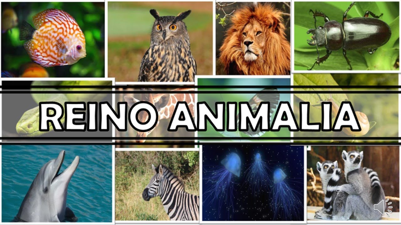 REINO ANIMÁLIA
