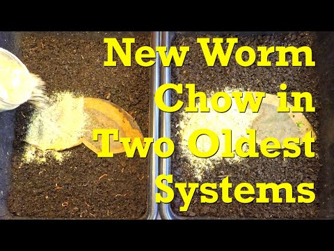 Red wigglers in two oldest systems are first to try new worm chow mix - vermicompost