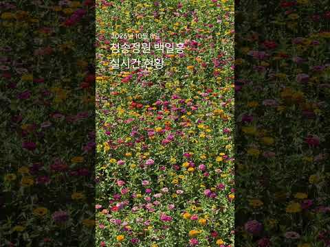 2026.10.8. 청송정원은 지금