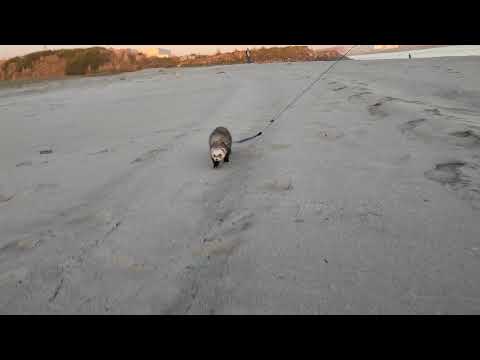 Furão a passear na praia