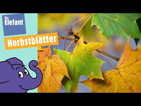 Warum verfärben sich Blätter im Herbst? | Der Elefant | WDR