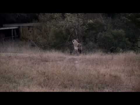 Djuma: Hyena drinks at the pan then crosses to other side of dam - 17:57 - 08/20/2022