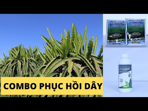 CÁI KẾT CHO VIỆC DÙNG ACTIVE 95PK VÀ CYTOROOT