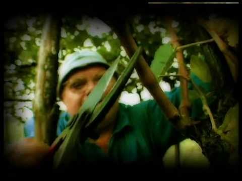 Bruno Krajcar feat. Igor Pamić - Draga nam je Istra