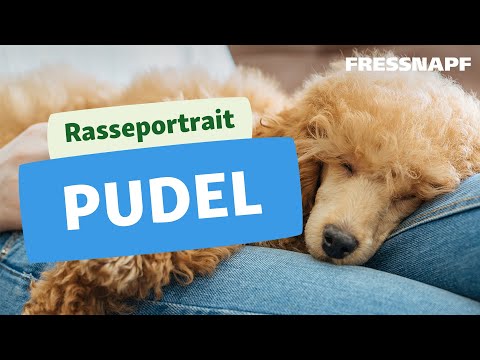 Rasseportrait: Pudel