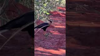 Carcará vai fazer o ninho! #avesderapina #aves