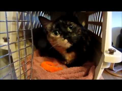 Turtles, I will miss you so much ...