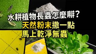 水耕植物長蟲別怕！這款天然粉末比殺蟲劑更有效