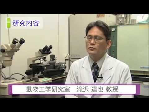 麻布大学 研究室紹介16_滝沢 達也 教授