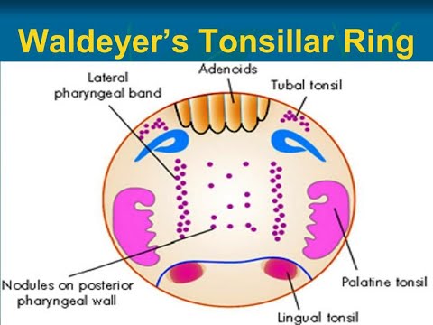 The waldeyer's ring, a collection of lymphatic tissues; Location and components that form it