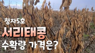 서리태콩 가격 ? 청자5호