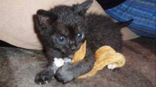 Brook Benton  / "A million miles from nowhere" 　愛しい 黒猫サンちゃん