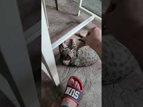 Just A Teena Meaw #cat #doglove #guitarworld #guitarcommunity #funny #guitarlove #boombap #guitar