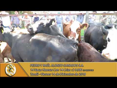 14-12-18 Venta de Vientres - Pedro y Raúl Alonso Ganados S.A. - Tandil