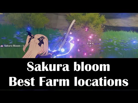 sakura bloom Farming route genshin impact Best locations Guide