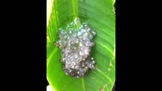 Endangered Golden-Eyed Leaf Frog | TRR