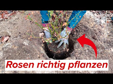 Rosen richtig pflanzen! Zeitpunkt, Standort & Vorbereitung! (Topfpflanzen & Wurzelnackte Rosen)