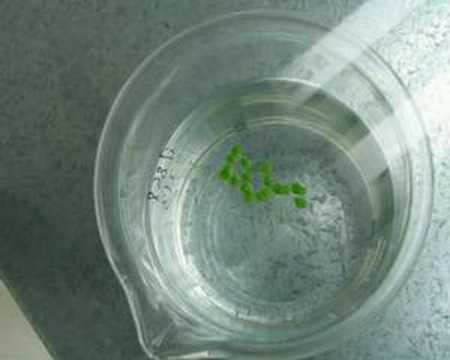 Lemna minor (Kleine Wasserlinse) II: Schwermetallstress