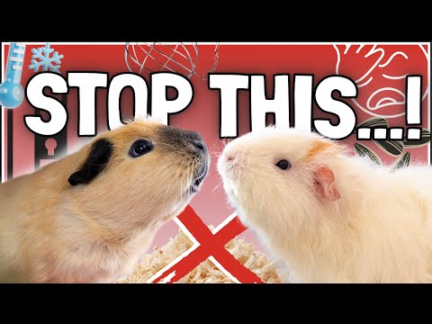 10 najväčších chýb v chove moriat (Cavia porcellus)