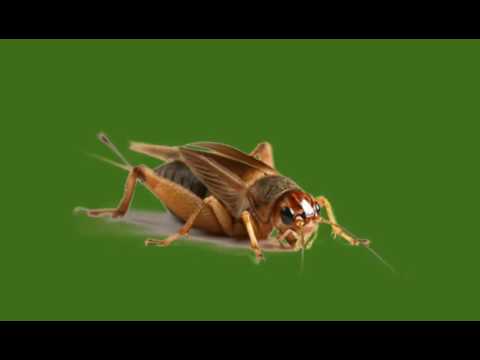 Cricket Noise | Sound Effects