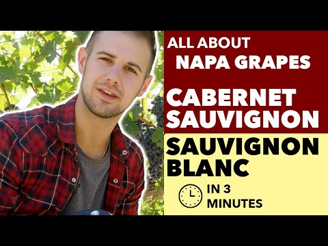 download lagu mp3 mp4 Cabernet Sauvignon White Wine, download lagu Cabernet Sauvignon White Wine gratis, unduh video klip Cabernet Sauvignon White Wine