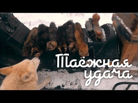 Таежная удача