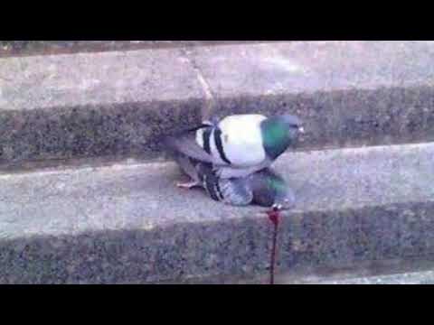 AMORE - [EP. Eres Idiota]