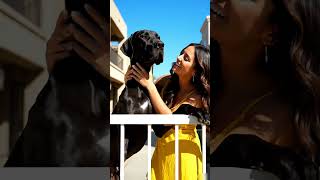 Download lagu #BlackDog #CaneCorsoLove #DogLover #HappyTogether #PowerfulDog #DogGoals mp3