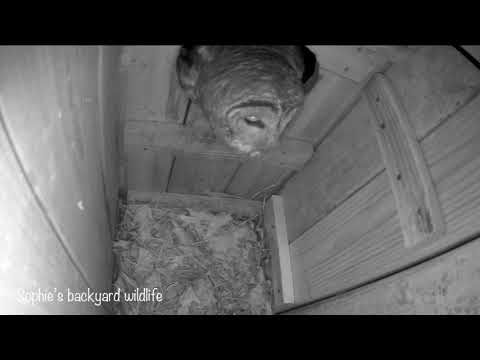 The barred owl nest camera 2021 - Ep2