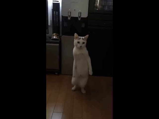 А можно мне другого кота?