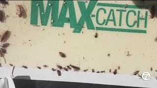 Wyandotte neighborhood is infested with roaches this halloween