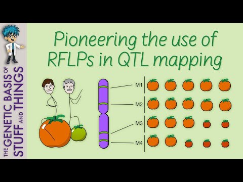 Understanding Quantitative Trait Loci with the help of tomatoes