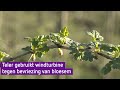 Fruitteler zet windturbine in tegen vrieskou, maar hij heeft liever een helikopter