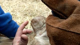 How to trim goat horns (that