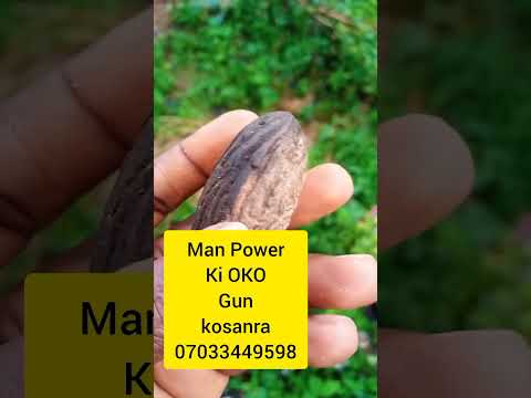 MAN POWER OUT OF THE GUN