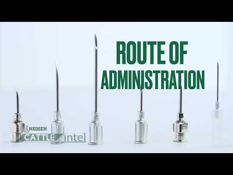 Cattle Intel -  Needle Selection for Cattle Injections