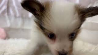 パピヨンの動画01